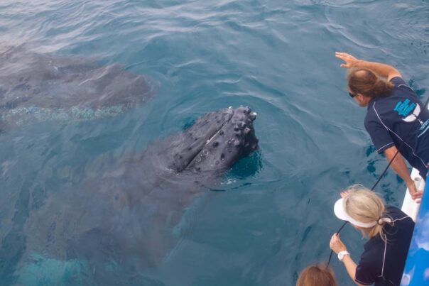 Walviasexcursie Hervey Bay Queensland