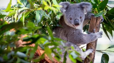 Koala tussen de bladeren in een boom