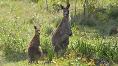 Kangoeroes Murramarang National Park