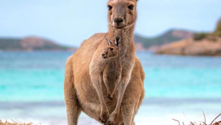 Kangoeroe met jong in buidel op het strand van Lucky Bay