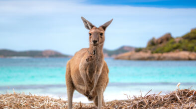 Kangoeroe met jong op het strand van Lucky Bay bij Esperance